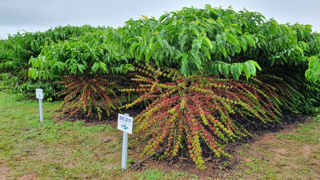 Saca do café robusta começa março custando R$ 630 em Rondônia
